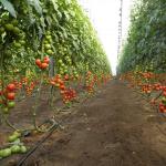 Тепличный бизнес по выращиванию помидор