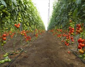 Negocio de cultivo de tomate de invernadero